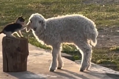 Pets Gone Wild: The Funniest Animal Moments!