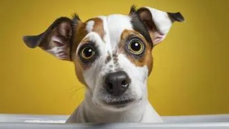 The Dog Era: Loyalty, Intelligence, and the Unbreakable Bond Between Humans and Canines