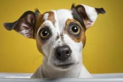 The Dog Era: Loyalty, Intelligence, and the Unbreakable Bond Between Humans and Canines