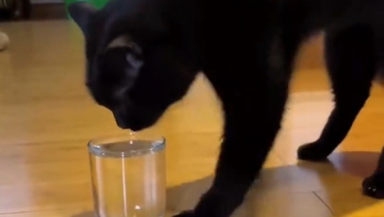 Tiny Chaos: Kittens Causing Mayhem and Melting Hearts!