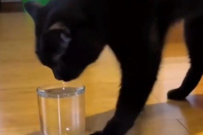 Tiny Chaos: Kittens Causing Mayhem and Melting Hearts!