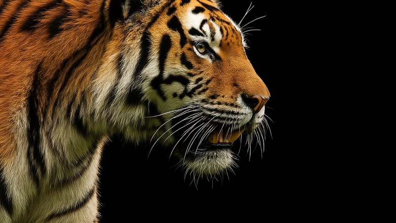 The Dark Legacy of Man-Eating Tigers: Understanding the Transformation from Apex Predator to Human Threat