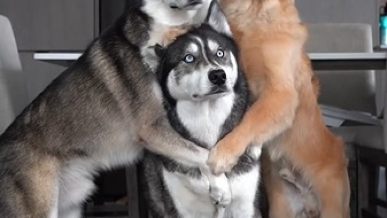 Barking Good Selfies: Dogs Taking Over the Selfie Game!