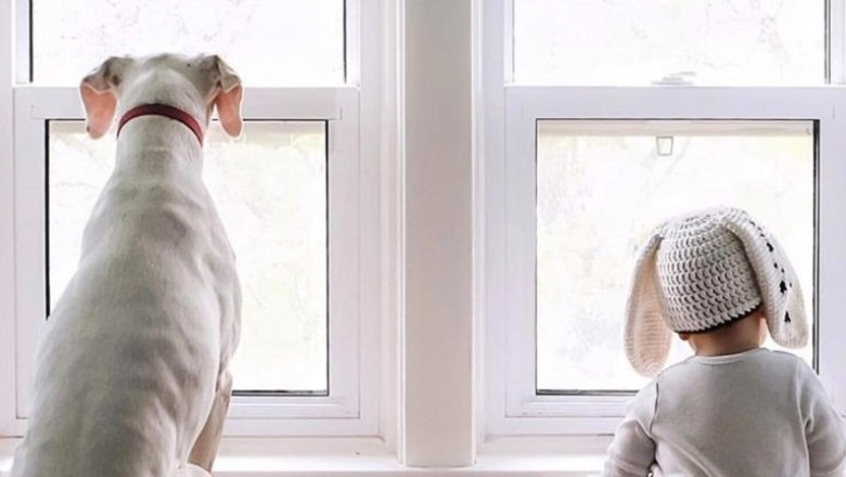 From Abuse to Love: The Heartwarming Rescue Story of Nora the Dog