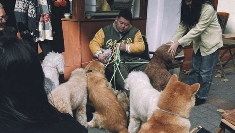 Paw-sitive Vibes: 122 Dogs Set Record for the Cutest 'Sit' Challenge Ever!