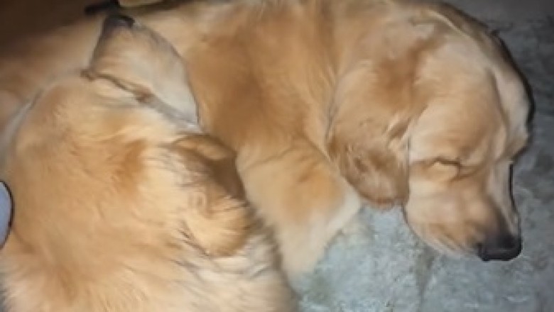 The Ultimate Compilation of Lazy Dogs: Too Cute to Move!