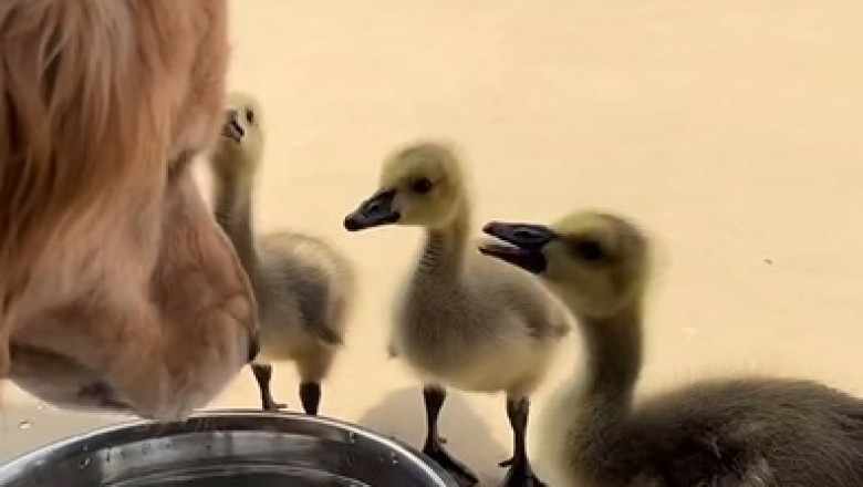 Unlikely Friends: Dog and Ducklings Take Over a Hotel!