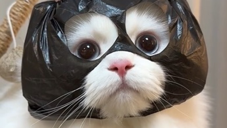 Cats Being Cats: The Most Hilarious Feline Fails You Have to See!