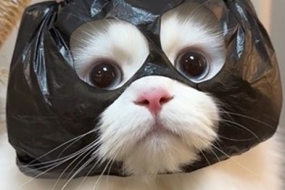 Cats Being Cats: The Most Hilarious Feline Fails You Have to See!