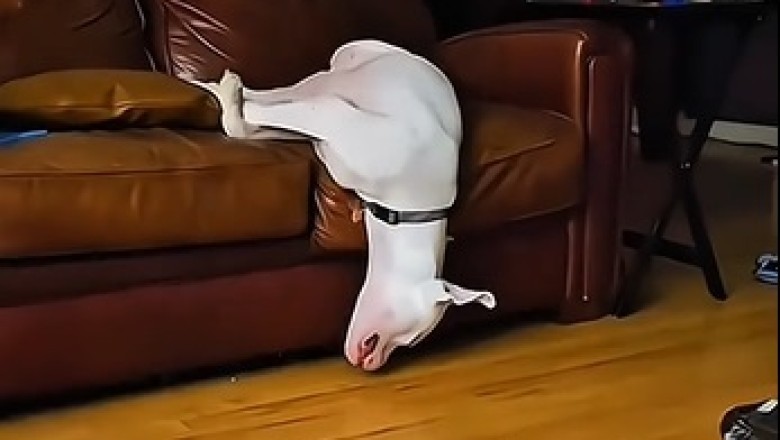 Dogs Doing the Darndest Things: Hilarious Moments You Can’t Miss!