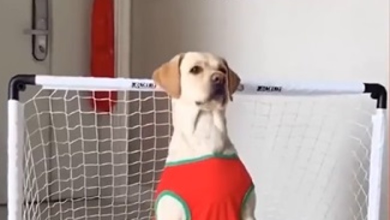 Hilarious Pets Caught in the Act: You Won't Believe What They Do!