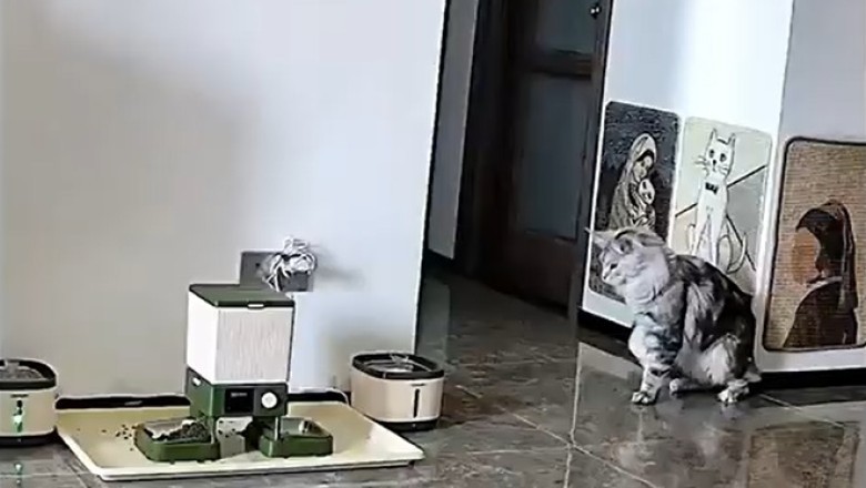 Pets Gone Wild: The Ultimate Compilation of Hilarious Animal Antics!