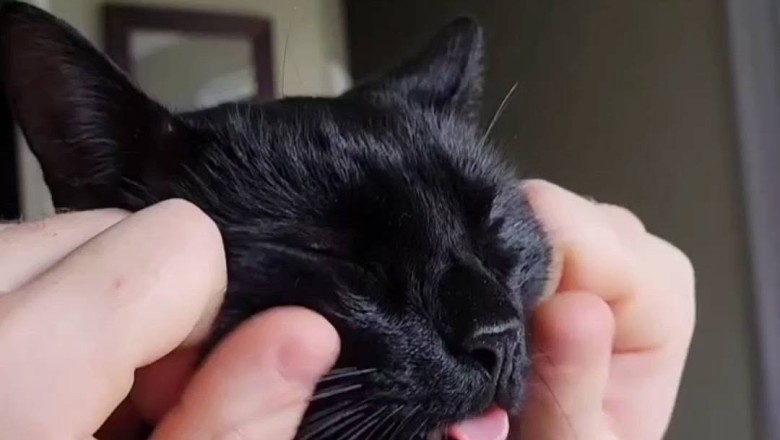 Black Cat Chaos: The Feline Ninja You Never Saw Coming!