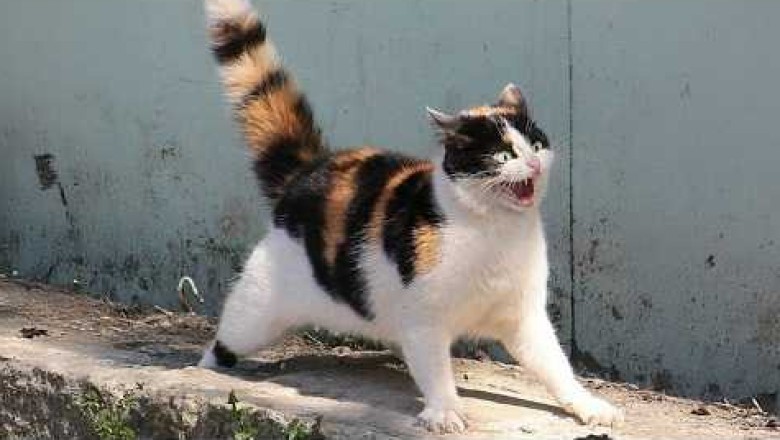 Cats So Overdramatic, They Deserve an Oscar! The Funniest Feline Meltdowns of 2025 That’ll Have You Laughing Like a Hyena