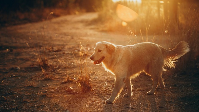 From Champion Breeder to Rescue Hero: Sarah Jenkins Redefines Dog Breeding