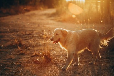 From Champion Breeder to Rescue Hero: Sarah Jenkins Redefines Dog Breeding