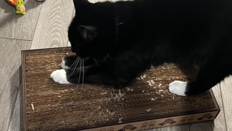 From Furniture Foe to Feline Fanatic: Mittens' Epic Scratching Post Redemption!