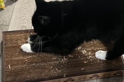 From Furniture Foe to Feline Fanatic: Mittens' Epic Scratching Post Redemption!