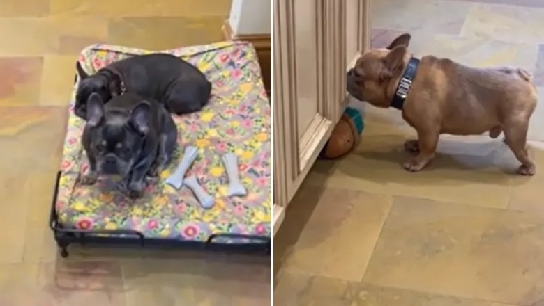 From Shelter Shy to Social Media Darling: Clementine the Frenchie Finds Her Voice!