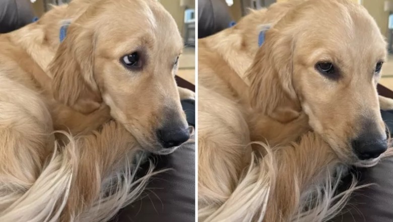 From Shelter Shy to Social Media Sweetheart: Lily the Golden Retriever Finds Her Voice!