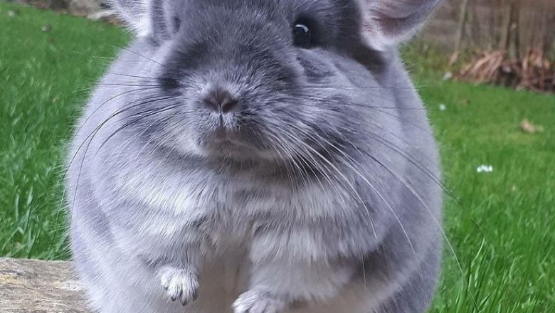 Meet Phil E. Chinchilla: The Unexpected Social Media Star Winning Hearts Worldwide