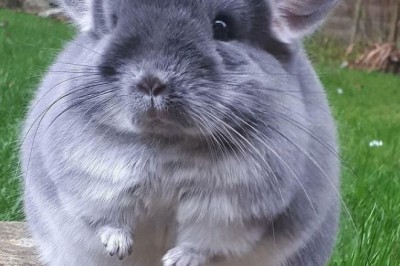 Meet Phil E. Chinchilla: The Unexpected Social Media Star Winning Hearts Worldwide