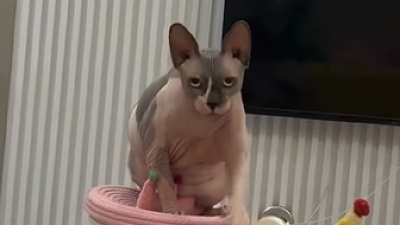 Meet the Naked Charmers: Why Sphynx Cats Are Taking Over the Internet!