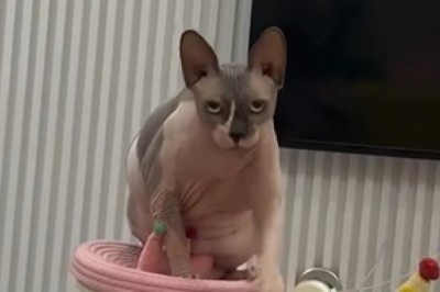 Meet the Naked Charmers: Why Sphynx Cats Are Taking Over the Internet!