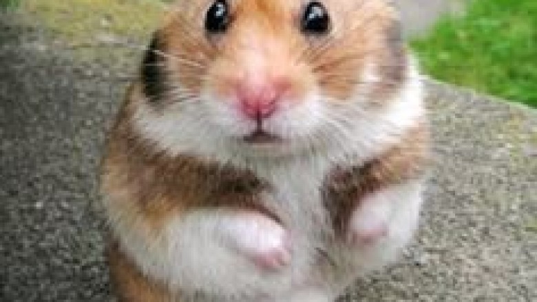Popcorn the Hamster: From Tiny Timid Pet to Viral Sensation, Inspiring Millions!