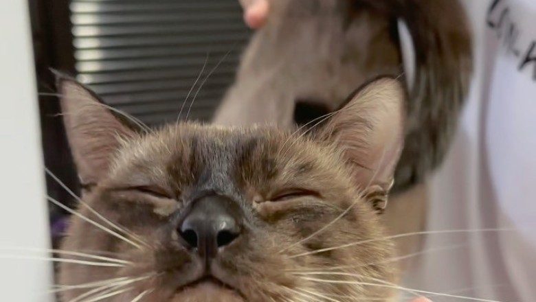Sassy Siamese Strikes Again: The Drama Queen of Catdom!