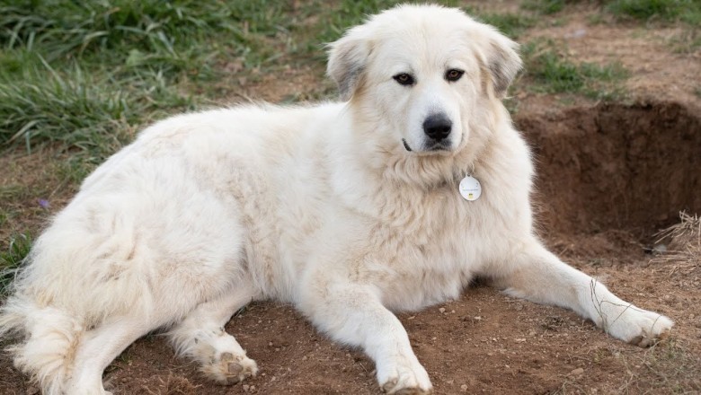 Wash the Great Pyrenees: The Gentle Giant Opening Up a Boy's World