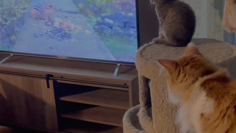 Cat vs. TV: The Hilarious Battle for Attention!