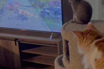 Cat vs. TV: The Hilarious Battle for Attention!