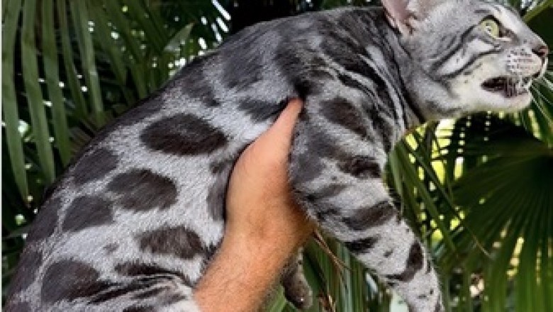 Hilarious Bengal Cat Antics: You Won't Believe What Happens Next!