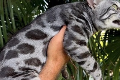Hilarious Bengal Cat Antics: You Won't Believe What Happens Next!