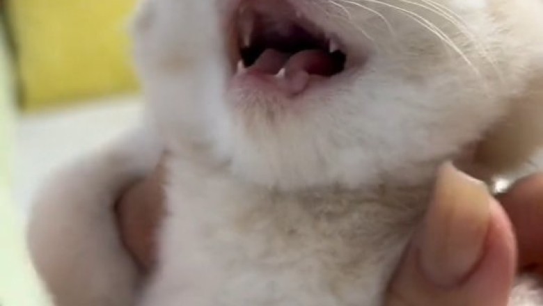 Ragdoll Cat Goes Wild: Unbelievable Moments That Will Make You LOL!