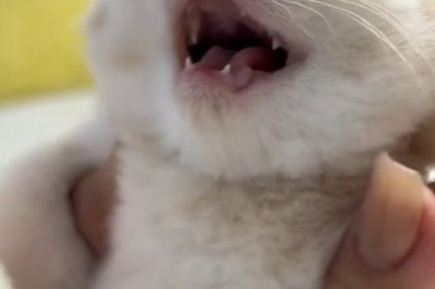Ragdoll Cat Goes Wild: Unbelievable Moments That Will Make You LOL!