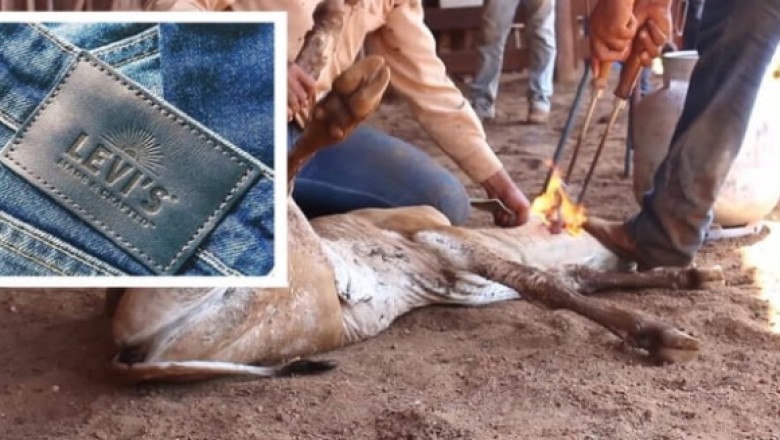 Seams of Compassion: Urging Levi's to Embrace Vegan Leather