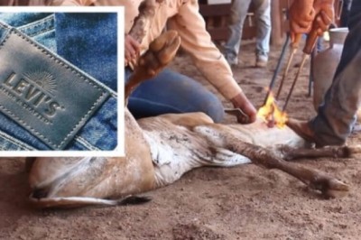 Seams of Compassion: Urging Levi's to Embrace Vegan Leather