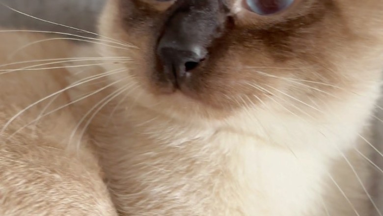Siamese Cat Shenanigans: You Won't Believe What Happens Next!