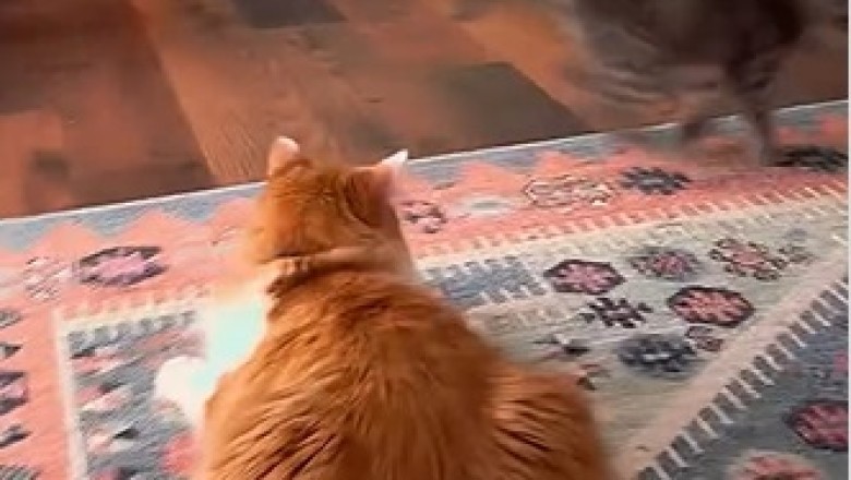 The Ultimate Cat Comedy Compilation: Pawsitively Hilarious Moments!