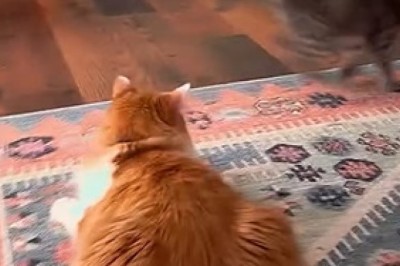 The Ultimate Cat Comedy Compilation: Pawsitively Hilarious Moments!