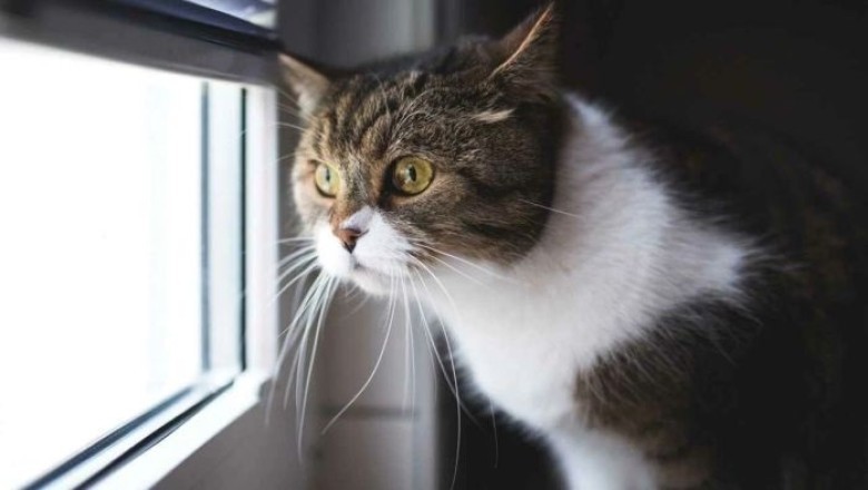 Unlocking the Secrets of Cat Behavior: What Your Feline Friend is Really Saying!
