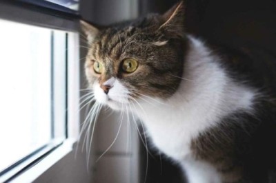 Unlocking the Secrets of Cat Behavior: What Your Feline Friend is Really Saying!