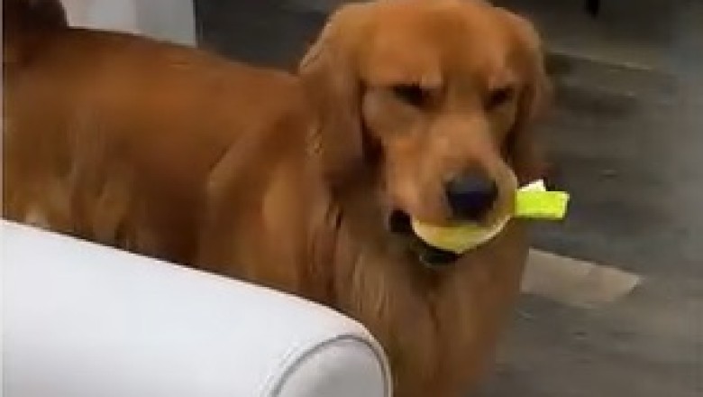 Adorable Shivering Dog Gets Warm Cuddle! Too Cute to Handle