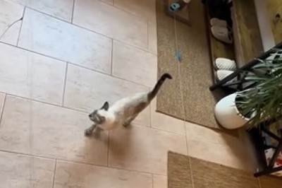 Amazing Cat Plays Incredible Game! You Won't Believe This Talent