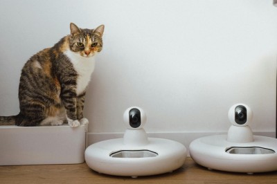 Essential Feeding Guide for Your New Kitten: All You Need to Know!