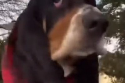 Hilarious Basset Hound Walks That Will Make You Smile!
