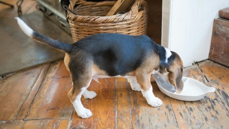 How Much to Feed Your Puppy: A Guide for New Pet Owners
