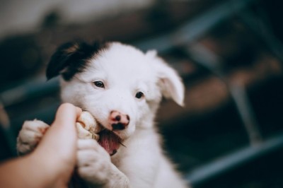 How to Effectively Get Rid of Fleas on Dogs: A Complete Guide